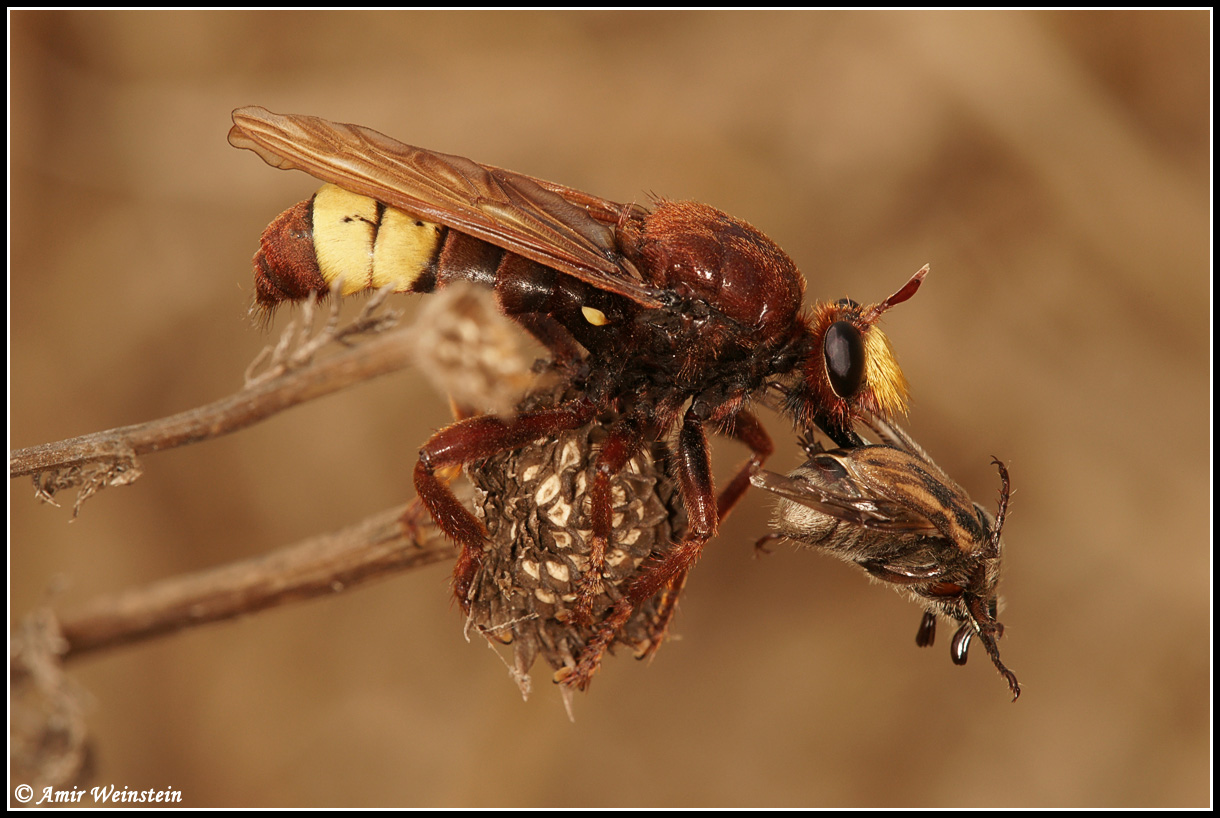 Laphria dizonias